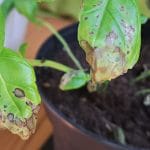 Črne lise na baziliki