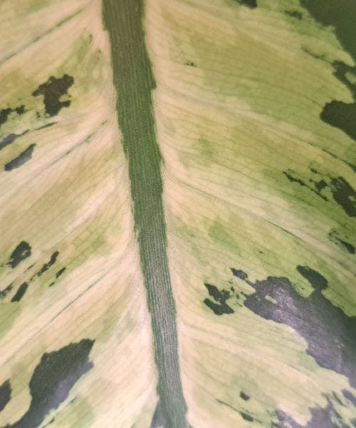 Difenbahija je sobna lepotica, ki zahteva spoštovanje