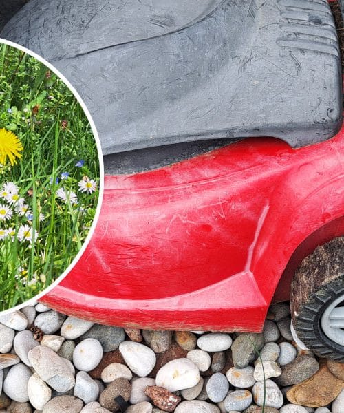 Kako postati pravi mojster košnje trave? Tu so nasveti za popoln domači travnik