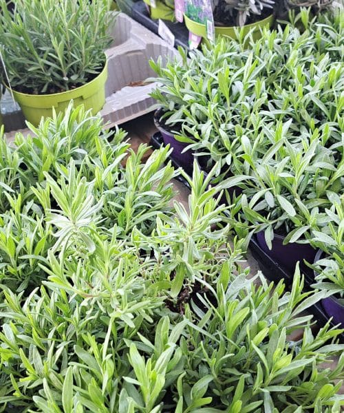 Katera sivka je najboljša za vaš vrt? Ta izbira vam bo dišala še leta