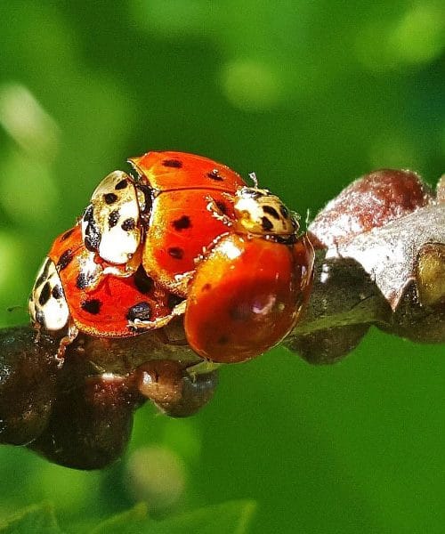 Harlekinske pikapolonice – lepota z nevarnim ozadjem