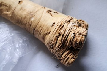 Zdravilne lastnosti hrena: zaklad iz domačega vrta, ki ga premalo cenimo