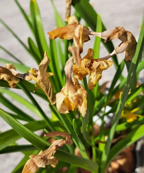 Narcise v lončku ovenele – kaj zdaj? Največja napaka, ki jo naredimo spomladi