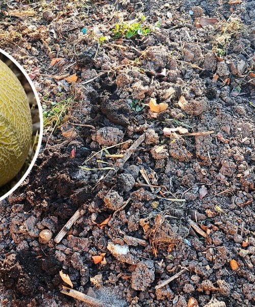 Kaj posaditi na ostanku komposta? Buče, melone ali nekaj bolj izvirnega?