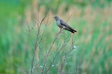 Zakaj se kukavice najpogosteje oglašajo zgodaj zjutraj in proti večeru?