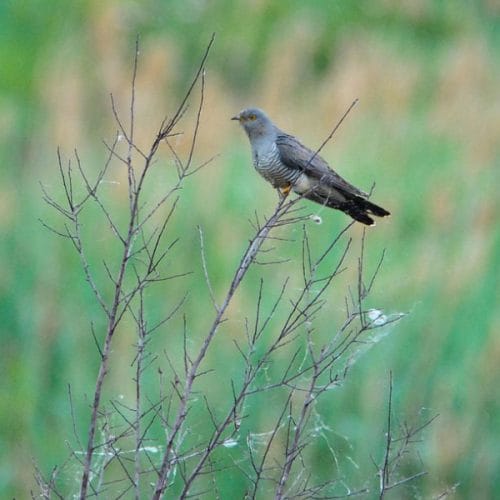 Zakaj se kukavice najpogosteje oglašajo zgodaj zjutraj in proti večeru?