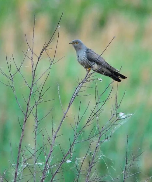 Priimek Kukavica v Sloveniji: največ jih živi v osrednjeslovenski regiji