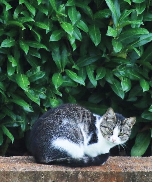 Kateri grmi si niso sosedje – skrivna vojna v domačem vrtu