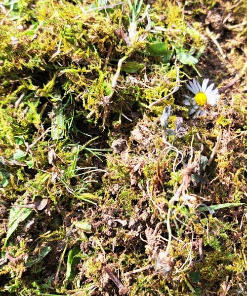 Je zdaj pravi čas za gnojenje domače zelenice?