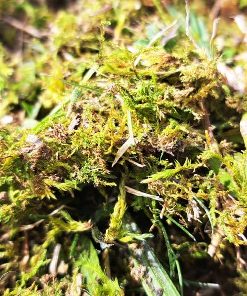 Mah na vrtu: skriti sovražnik vaše bodoče trate