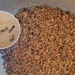 Mletje orehov za potico