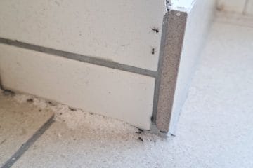 Mravlje v kuhinji in na terasi? Teh pet vonjev jim ni po volji, dom pa bo dišal prijetneje