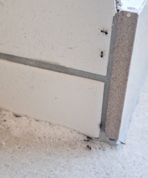 To se zgodi, ko okoli hiše nasuješ pepel in klinčke