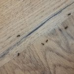 Naravne metode, da se znebite mravelj