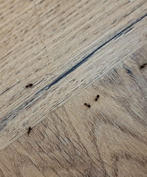 Naravne metode za odstranjevanje mravelj, ki dejansko delujejo