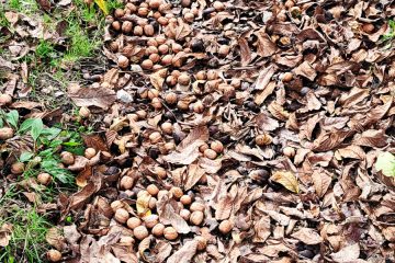 To živilo izboljša spomin – a večina po 50. letu nanj pozabi