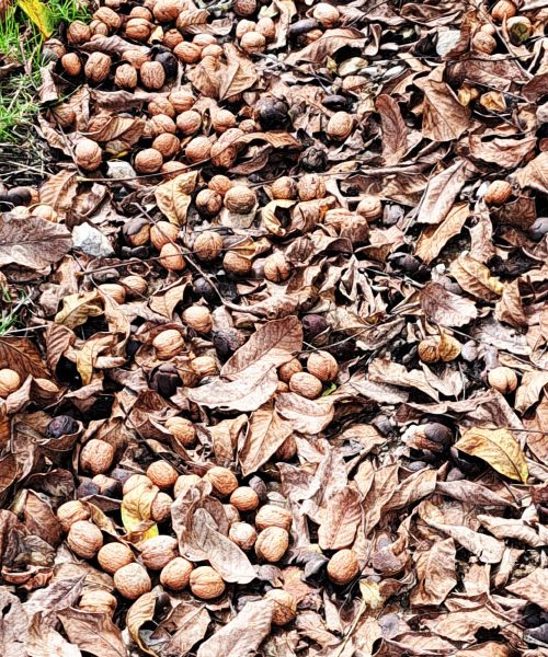 To živilo izboljša spomin – a večina po 50. letu nanj pozabi