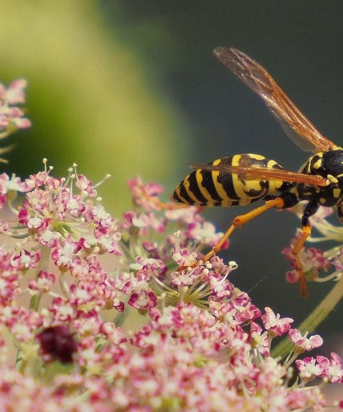 Te rastline odganjajo ose in sršene – naravna obramba brez strupov