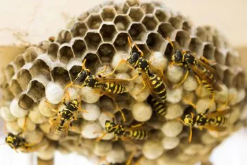 Te rastline lahko na vaš vrt privabijo ose