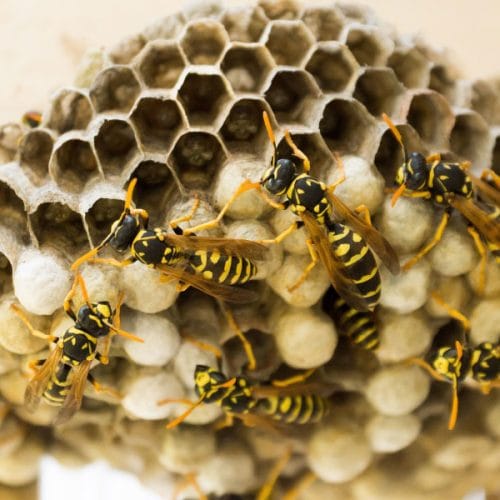 Te rastline lahko na vaš vrt privabijo ose