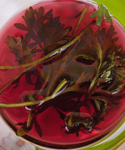 Dodajate pelin v vino? Med tradicijo, zdravilstvom in okusom