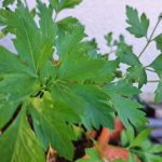 Peteršilj na domačem vrtu