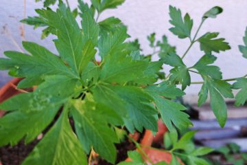 Te rastline sadite skupaj – zelišča, ki si med seboj pomagajo in rastejo bolje