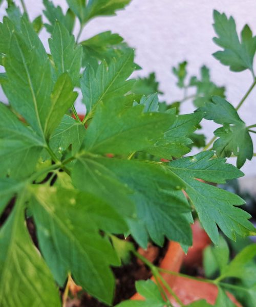 Te rastline sadite skupaj – zelišča, ki si med seboj pomagajo in rastejo bolje