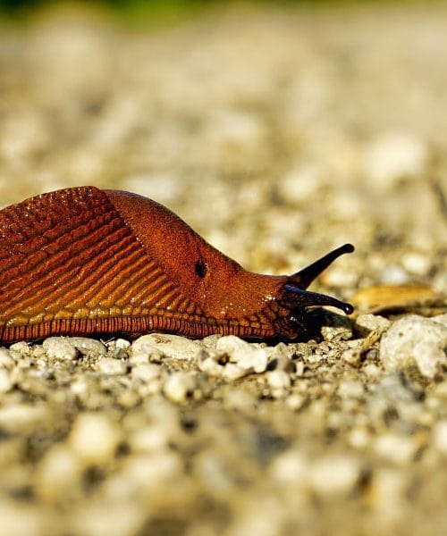 Spoznajte naravne metode, ki odganjajo polže z vrta