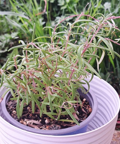 Rožmarin na vrtu ali v loncu? To je najboljša odločitev za uspešno rast