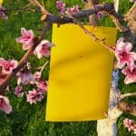 Rumene lepljive table