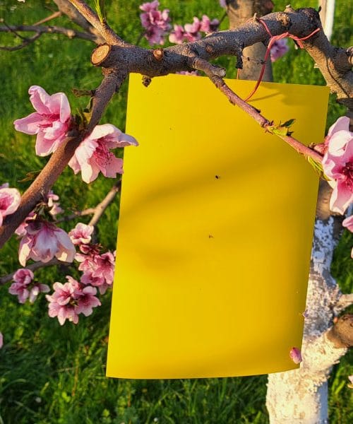 Rumene lepljive table – na prvi pogled le plastika, a v resnici ključni zaveznik …