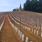 Sajenje novega vinograda