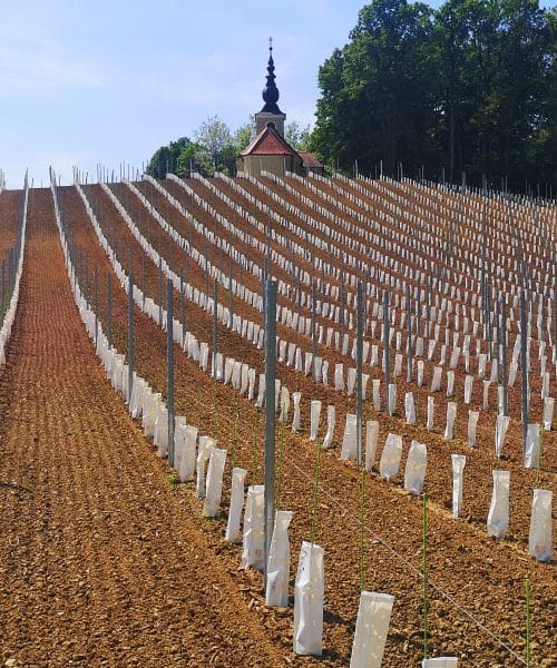 Sajenje novega vinograda: med tveganjem in upanjem