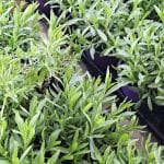 Kdaj je pravi čas za sajenje sivke