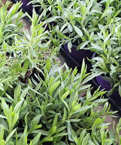 Zdaj je trenutek, ko sivka ljubi zemljo najbolj: Kako jo posaditi, da bo rasla desetletja