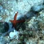 Skrivnostni svet jadranskega morja