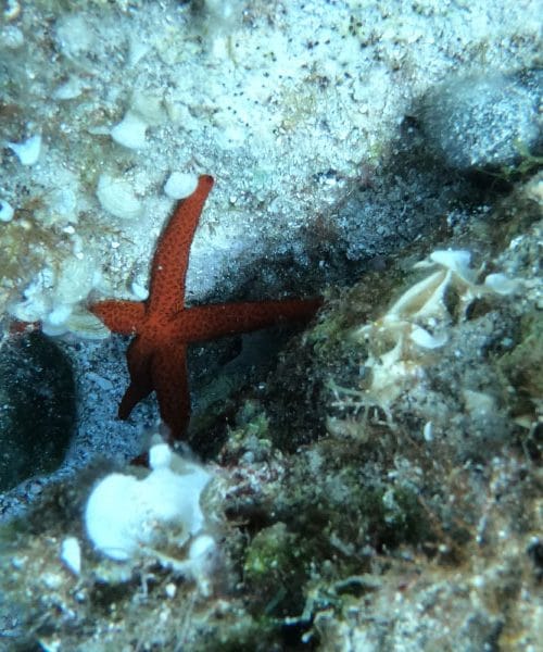Skrivnostni svet Jadranskega podmorja: pod gladino, kjer življenje teče po svojih zakonih