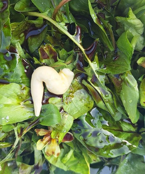 Dodajte v mešano zeleno solato majonezo in bučno olje