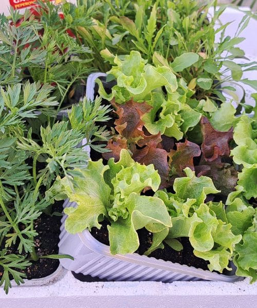 Nasveti domačih vrtnarjev, s katerimi boste povečali pridelek