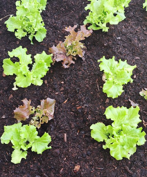 Pospravljanje visoke grede in priprava na jesen