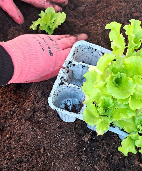 Narišite načrt za leto 2026: Zakaj paradižnik ne sme na isto mesto kot lani?