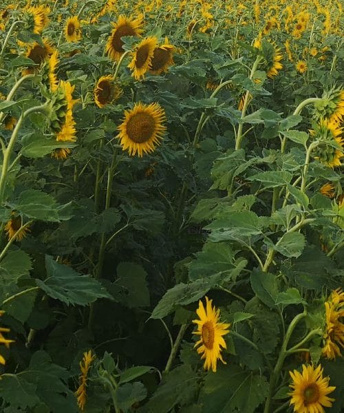 Sončnice: naravni zid, ki hkrati hrani in varuje vrt