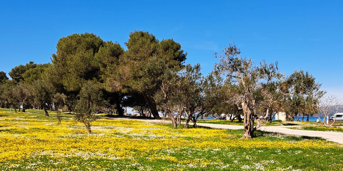 Stare oljke ob morju