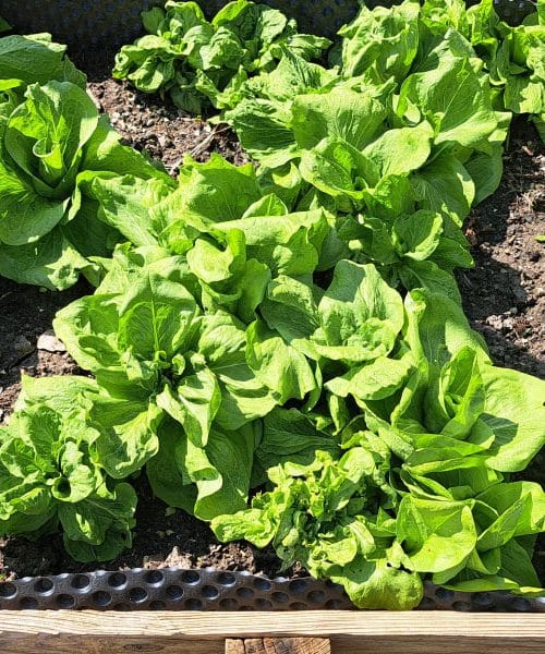 Tržaški solatnik: pozabljeni zaklad vrtnin, ki bi moral rasti na vsaki visoki gredi