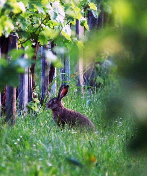 Zakaj je v osrednji Sloveniji največ tistih s priimkom Zajc? Razlaga je zelo preprosta