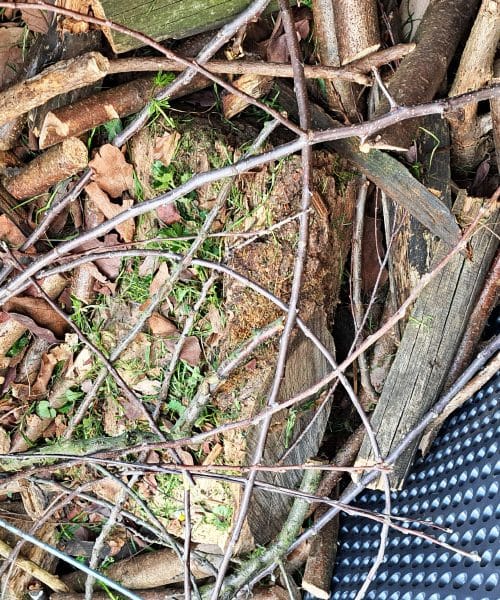 Prva plast visoke grede: zakaj je les ključ do uspešnega vrta?