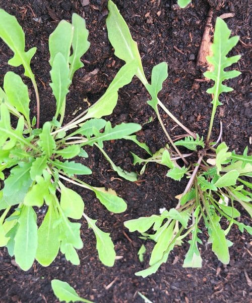 Rukola na visoki gredi? Tako preprosto, da se boš spraševal, zakaj nisi začel že prej