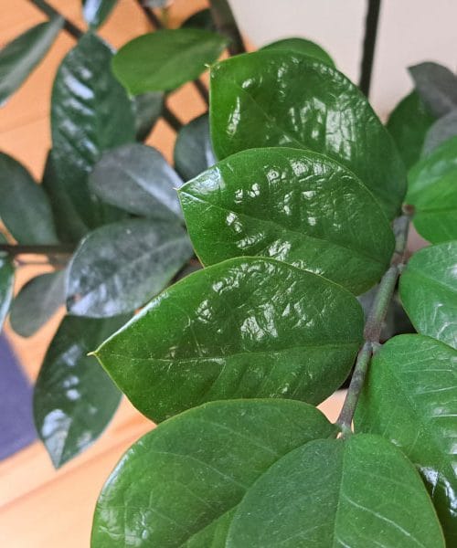 Zato vam rastline v stanovanju ne uspevajo – kljub zalivanju in soncu