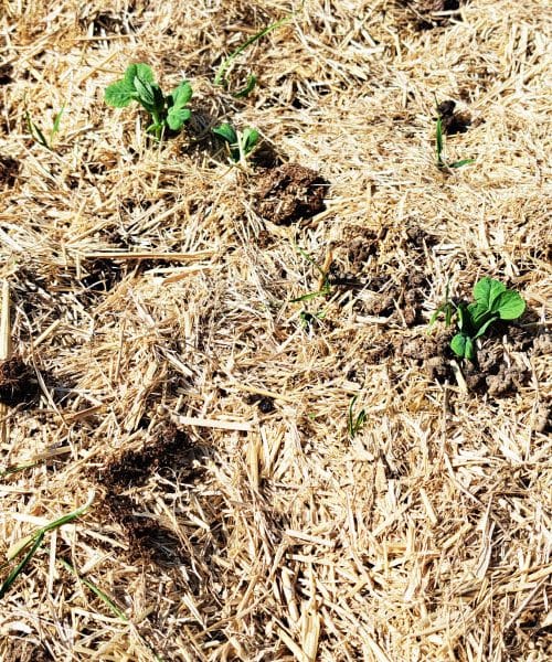 Slama na vrtu: naravna čudežna odeja ali past za začetnike?